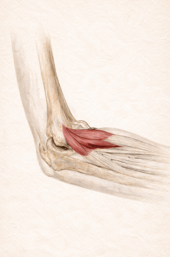 Anatomia stawu łokciowego – schemat ścięgien, więzadeł i struktur mięśniowych