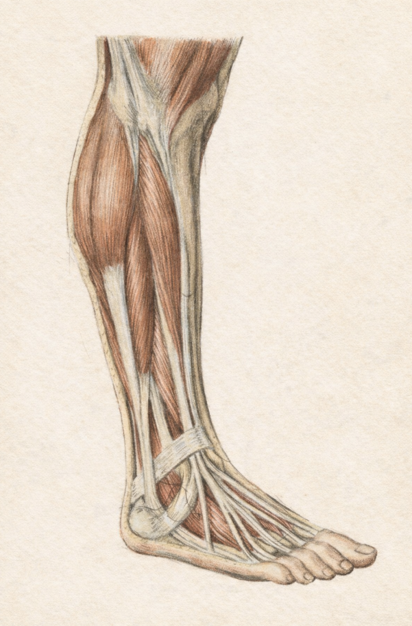 Anatomia mięśni i ścięgien kończyny dolnej – schemat struktur ocenianych w badaniu USG